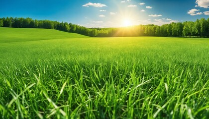 Wall Mural - Spring summer background featuring beautiful panoramic natural landscape of green field with grass against blue sky with sun