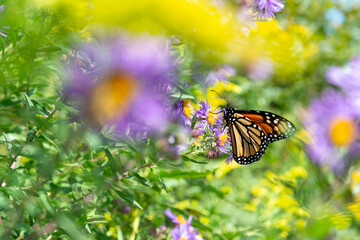 Wall Mural - butterfly on a flower