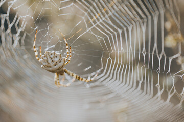 spider on web