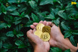 a man holding golden coins with bitcoin symbol and leaf backround