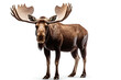 Moose isolated on a white background