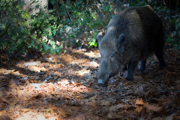 Photo of wild boar in its natural habitat. Green brown nature backgopund.