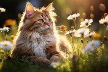 Portrait Of A Cute Fluffy Red Cat In The Garden Among Flowers
