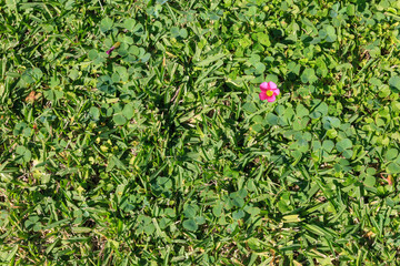 Wall Mural - Closeup shot on green grass