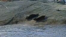 Seals Crawling From Rock Island To Water - Slow Motion