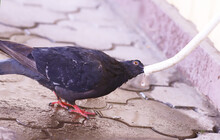 A Wild Black, Wet Pigeon Drinks Water From The Air Conditioner Tube On A Hot Day...