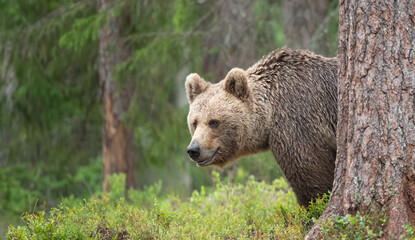Wall Mural - brown bear in boreal forest in finland