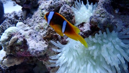 Wall Mural - Clown fish with their anemone