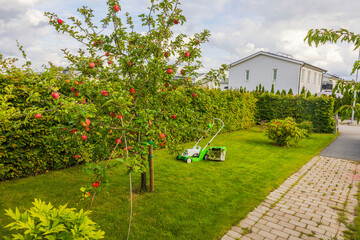 Beautiful view of private garden with lawn freshly cut with electric lawn mower, apple trees and flowers. Sweden.