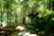 © Joshua Tomasik - A mid-day close up of a budding Douglas fir pine tree branch on a shadow covered path in the woods in Mt. Desert, Maine, during the Summer in August.