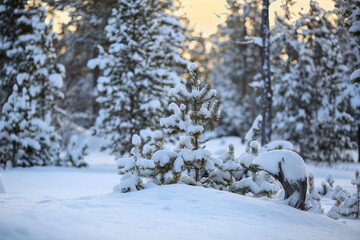 Poster - Snowy pine forest