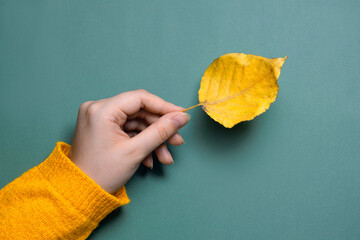 Wall Mural - Hand holding autumn leaf. Autumn card. a woman's hand holds a yellow dry autumn leaf on a pastel background,