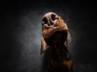 Wall Mural - Portrait close-up funny puppy dog nose and mouth. Isolated on black, dark, backgorund