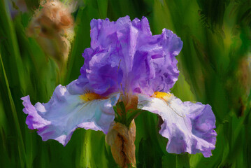 Wall Mural - Blue white iris bloom digital art