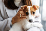 Fototapeta Zwierzęta - Portrait of a small dog Jack Russell Terrier, sitting on the lap of an adult female owner. Pet looking at camera.