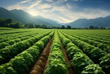 Fototapeta Londyn - Potato crops in lush green farmland. Generative AI