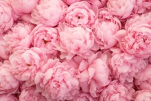 Beautiful Bouquet Of Pink Peonies, Floral Background Or Wallpaper. Generative AI