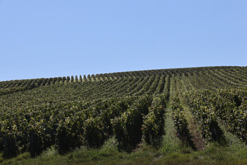 Wall Mural - Vignes sur les coteaux champenois