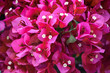 Colorful closeup photograph of Bougainvillea flowers
