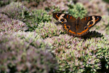 Poster - butterfly on a flower