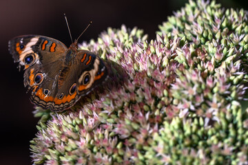 Sticker - butterfly on a flower