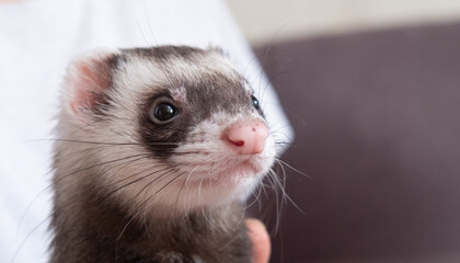 Wall Mural - The cute funny ferret portrait