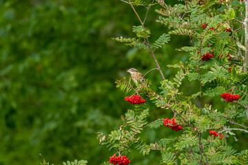 Wall Mural - The rose-breasted grosbeak (Pheucticus ludovicianus) - Immature male.