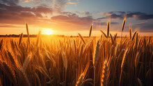 Background From The Observed Ears Of Yellow Wheat Field Against The Backdrop Of A Golden Sunset And Blue Sky. Rural Landscapes Landscapes Under Bright Sunlight. Rich Harvest Concept.