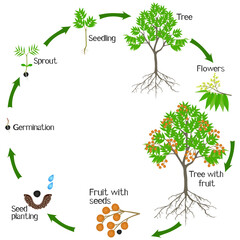 Wall Mural - A growth cycle of sapindus soap tree on a white.