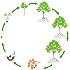 Wall Mural - Life cycle of sapindus soap tree on a white background.