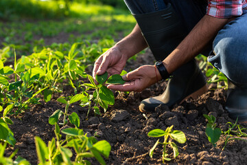 Canvas Print - soybean sprouts on the field growing in the hands of a farmer. Selective focus.