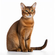 Cute Abyssinian breed cat portrait close-up isolated on white, lovely pet 