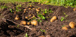 potatoes in the soil in sunny autumn day