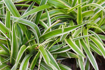 leaf background. close up of leaves. close up of a plant. close up of a green leaf. logs green leaves.