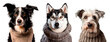 Border Collie, Siberian husky and fox terrier dog wearing war knit sweaters over isolated white background
