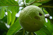 close-up of breadfruit in a breadfruit tree. Leaves in the background. Photo shot in Martinique in 2020.