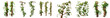 Png Set Forest plants and trees including climbing vines on a transparent background with clipping path
