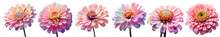 Png Set Large Zinnia Flowers Transparent Background