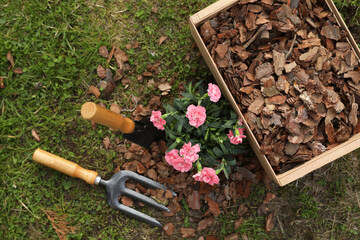 Wall Mural - Bark chips in wooden box, fork and trowel near beautiful mulched flowers in garden, flat lay