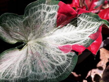 Thai Caladium Bicolor Leaf Closeup, Selective Focus With Blur Background Nature Concept.