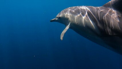 Wall Mural - Slow motion video of wild dolphins, Australia