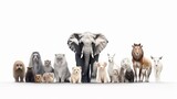 Fototapeta Zwierzęta - Group of animals, isolated background, Animal conservation concept, Generative ai