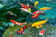 Movement group of colorful koi fish in clear water. This is a species of Japanese carp in small lakes