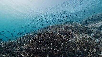 Wall Mural - Healthy coral reef underwater in Komodo National Park in Indonesia. Camera slowly moves underwater over the colourful reef with a lot of healthy corals and fish