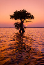 Cypress Tree Silhouette At Sunset