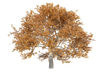 Wall Mural - autumn tree jungle PNG transparent, 3d illustration rendering