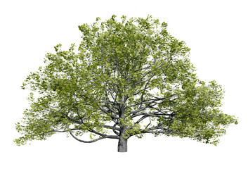 Aufkleber - PNG tree real transparent background, real leaf texture and no white border for drag and drop, 3d illustration rendering