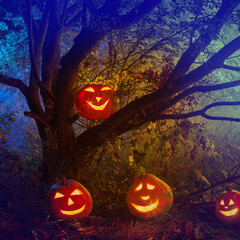 Wall Mural - Halloween pumpkins in night forest