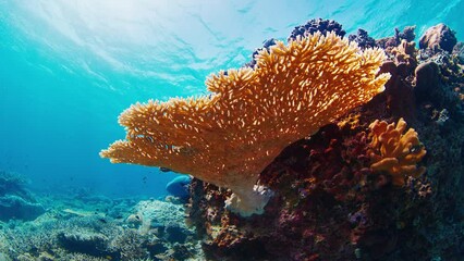 Wall Mural - Healthy coral reef in the Komodo National Park in Indonesia. Camera slowly ascends and shows details of the hard, round shaped coral