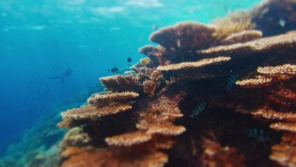 Wall Mural - Healthy coral reef underwater in Komodo National Park in Indonesia. Camera slowly moves underwater over the colourful reef with a lot of healthy corals and fish